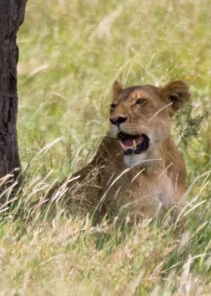 Serengeti-8562.jpg - another close up (does she look mean??)