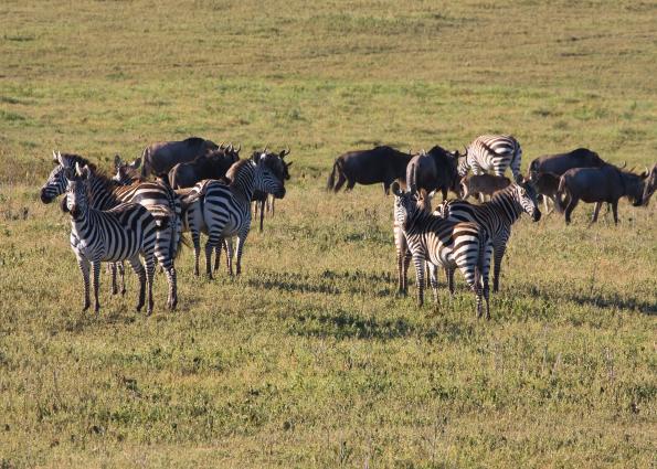 Ngorongoro-0301.jpg - zebra and wildebeest in the crater