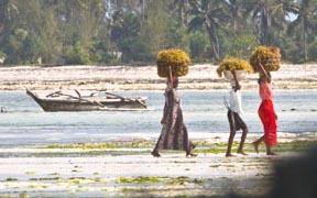 Zanzibar Seaweed Farming