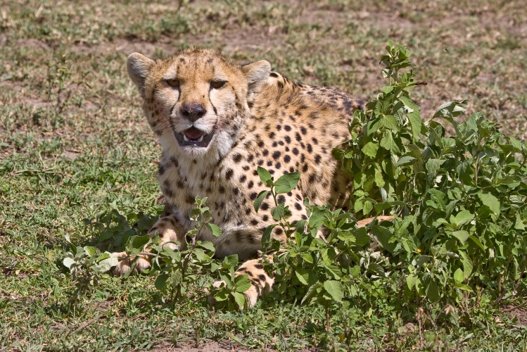 2009_Ndutu_40A-0431.jpg