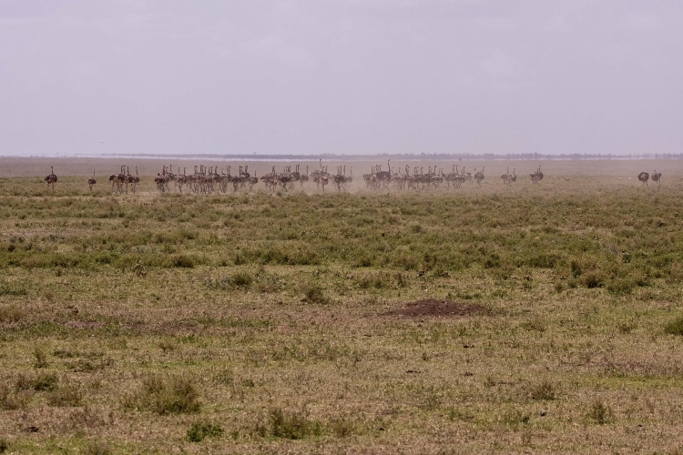 2009_Ndutu_40A-1225.jpg