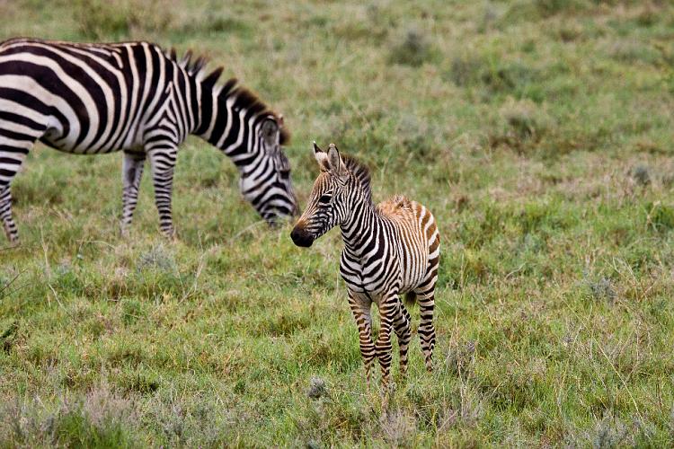 2009_Ngorongoro_40A-8428.jpg