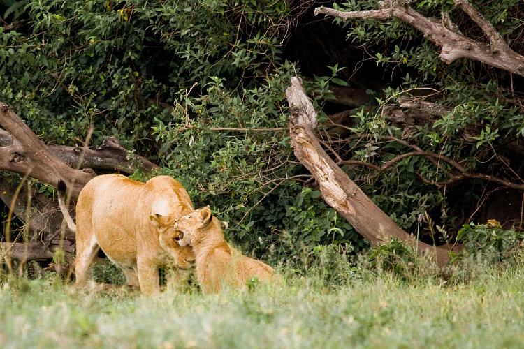 2009_Ngorongoro_40A-8494.jpg