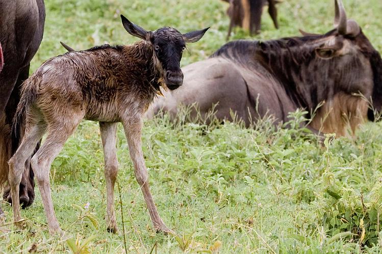 2009_Ngorongoro_40A-8626.jpg