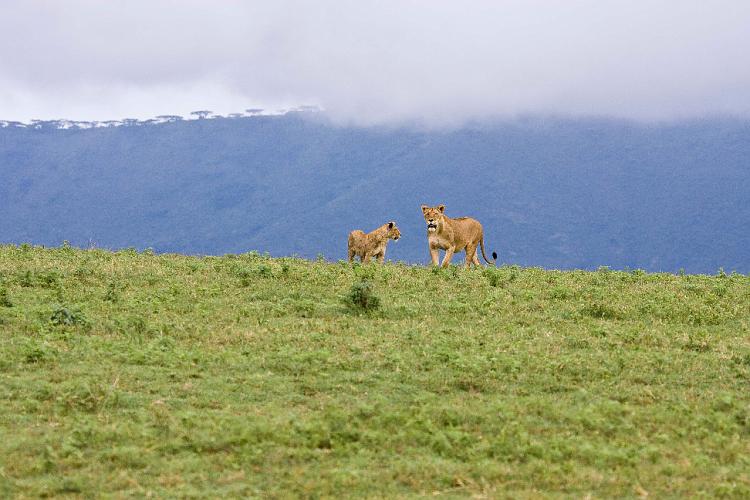 2009_Ngorongoro_40A-8732.jpg