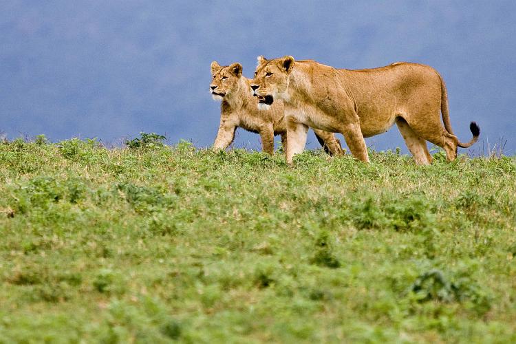 2009_Ngorongoro_40A-8738.jpg