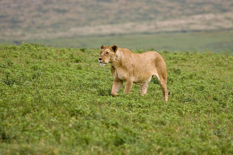 2009_Ngorongoro_40A-8751.jpg