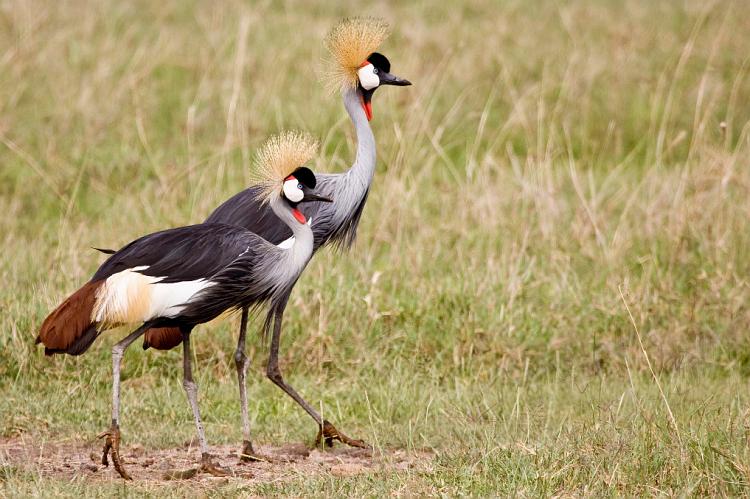 2009_Ngorongoro_40A-8864.jpg