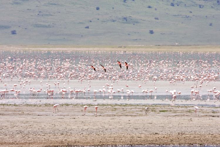 2009_Ngorongoro_40A-8952.jpg