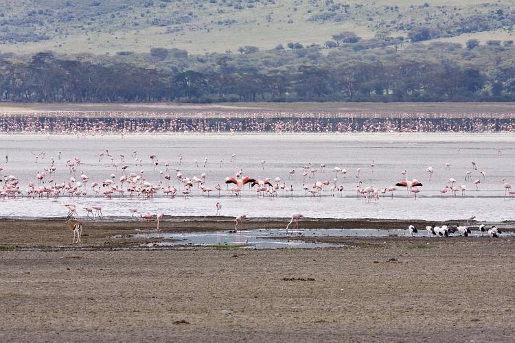 2009_Ngorongoro_40A-8969.jpg