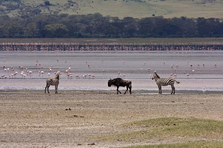 2009_Ngorongoro_40A-8975.jpg