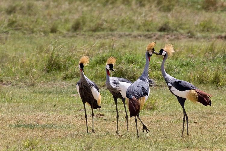 2009_Ngorongoro_40A-9030.jpg