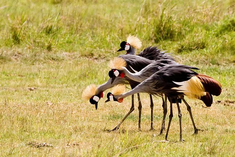 2009_Ngorongoro_40A-9063.jpg