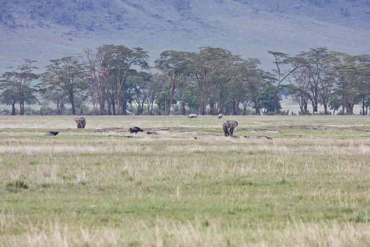 2009_Ngorongoro_40A-9082.jpg