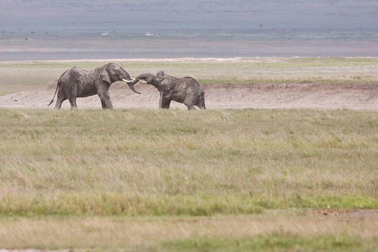 2009_Ngorongoro_40A-9122.jpg