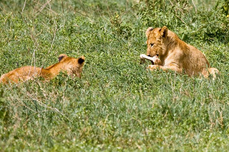 2009_Ngorongoro_40A-9155.jpg