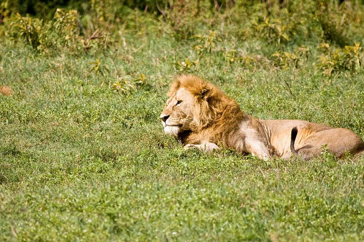 2009_Ngorongoro_40A-9178.jpg