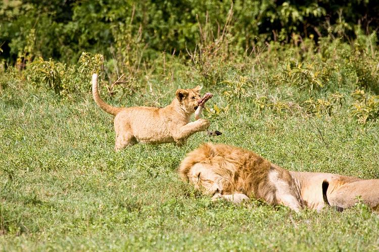 2009_Ngorongoro_40A-9197.jpg