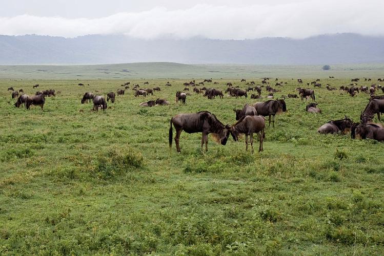 2009_Ngorongoro_40B-0774.jpg