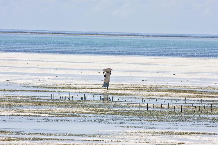 2009_Pongwe_40A-3296.jpg