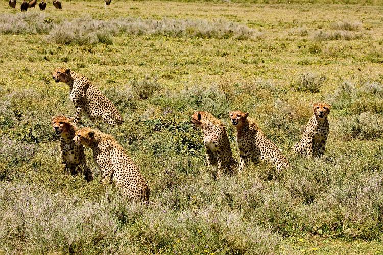 2009_Serengeti_40A-2073.jpg