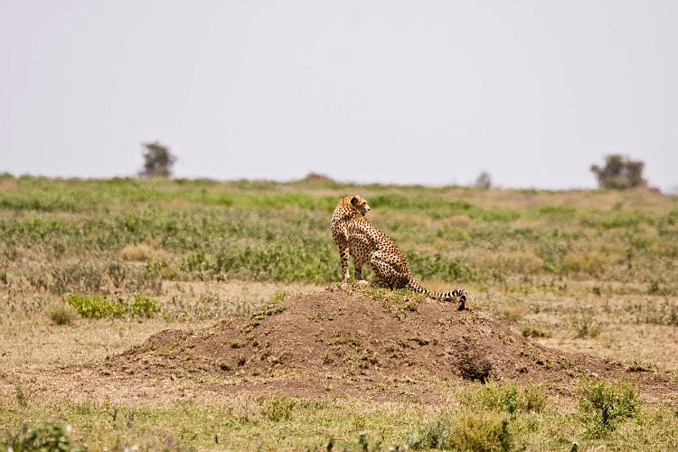 2009_Serengeti_40A-2147.jpg