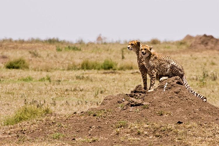 2009_Serengeti_40A-2195.jpg