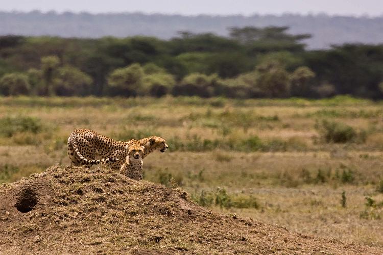 2009_Serengeti_40A-2261.jpg