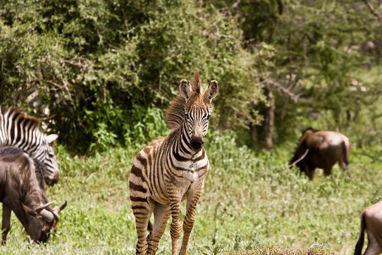 2009_Serengeti_40A-2267.jpg