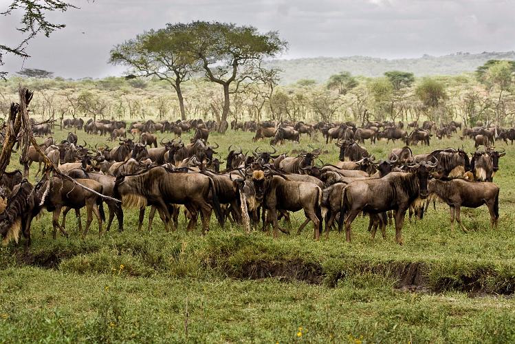 2009_Serengeti_40A-2272.jpg