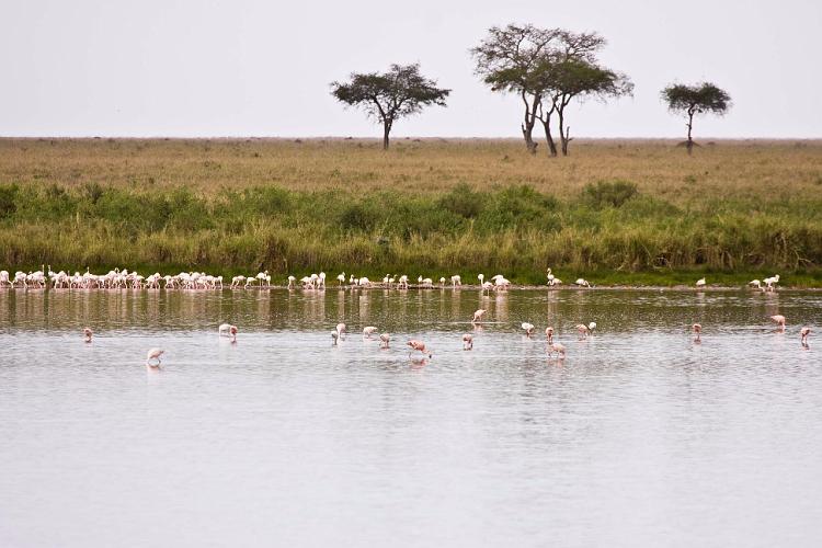 2009_Serengeti_40A-2291.jpg