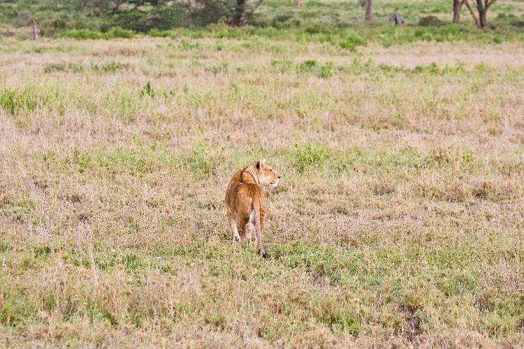 2009_Serengeti_40A-2331.jpg