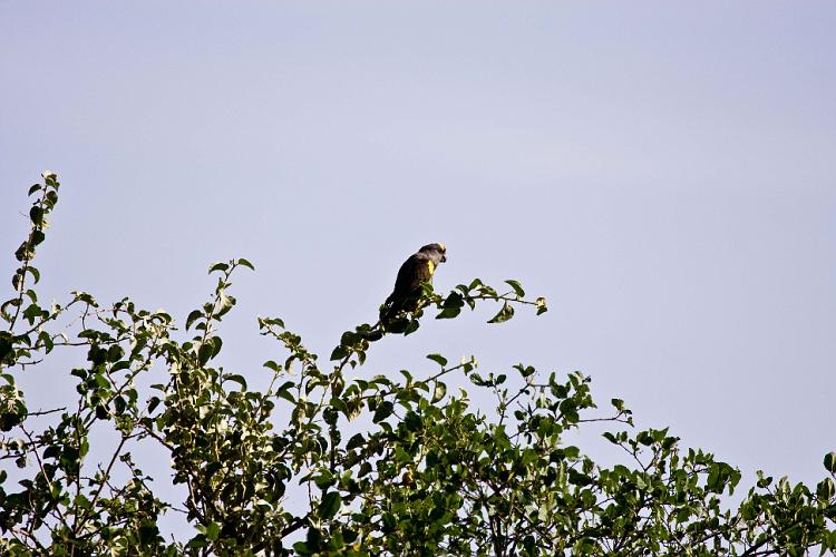 2009_Serengeti_40A-2384.jpg