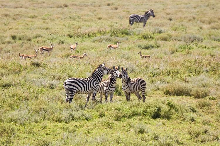 2009_Serengeti_40A-2447.jpg