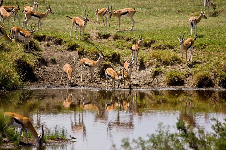 2009_Serengeti_40A-2535.jpg