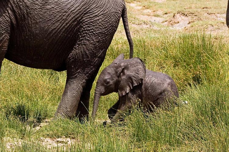 2009_Serengeti_40A-2646.jpg