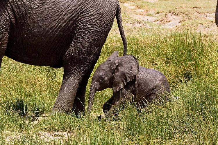 2009_Serengeti_40A-2646.jpg