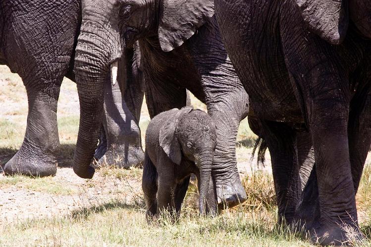 2009_Serengeti_40A-2659.jpg