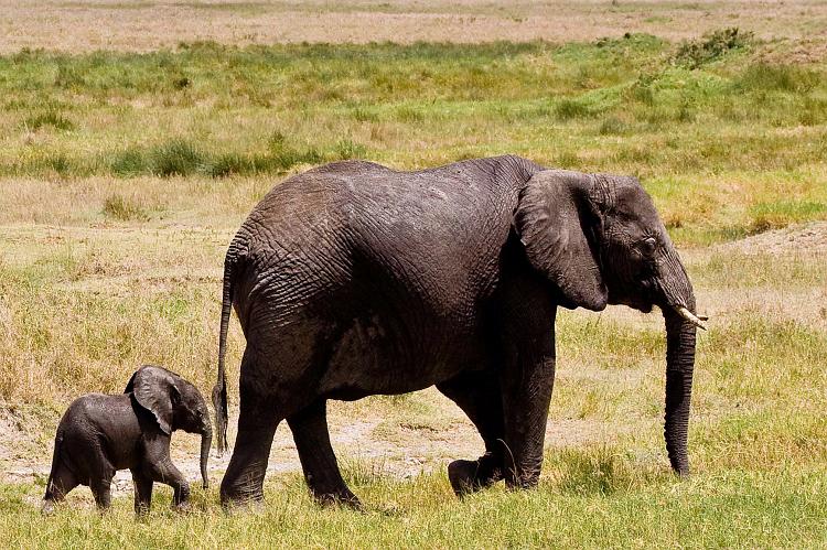 2009_Serengeti_40A-2685.jpg