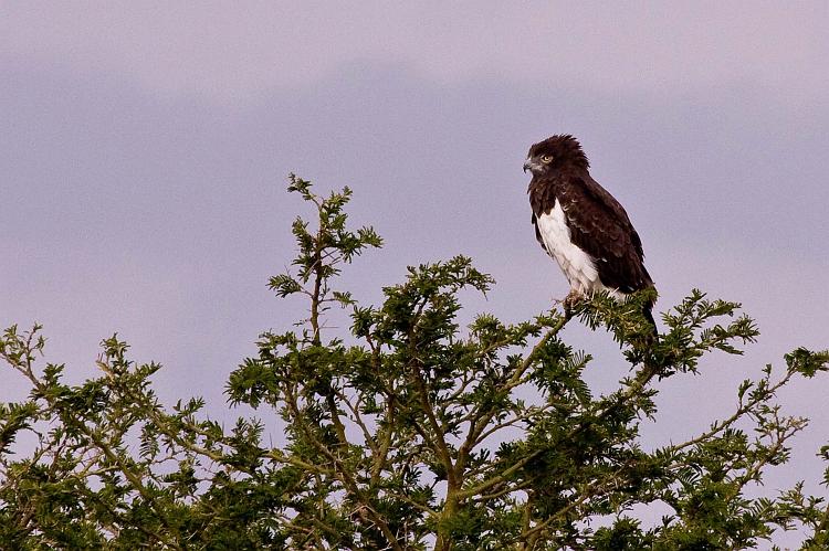 2009_Serengeti_40A-2786.jpg