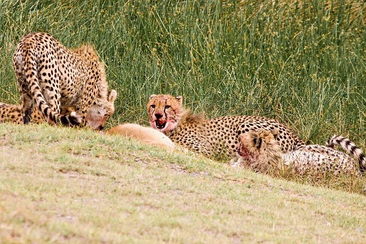 2009_Serengeti_40A-2952.jpg