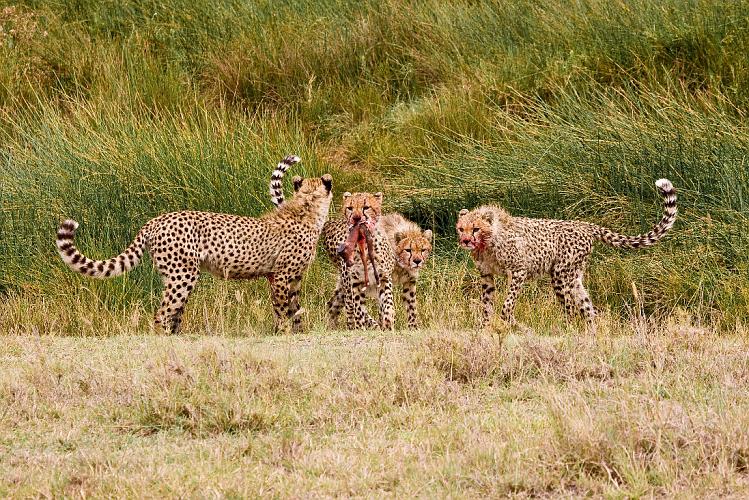 2009_Serengeti_40A-3059.jpg