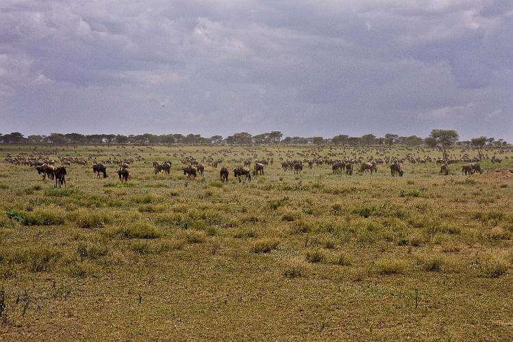 2009_Serengeti_40B-1118.jpg