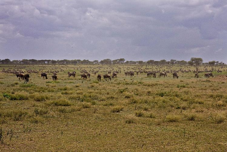 2009_Serengeti_40B-1118.jpg