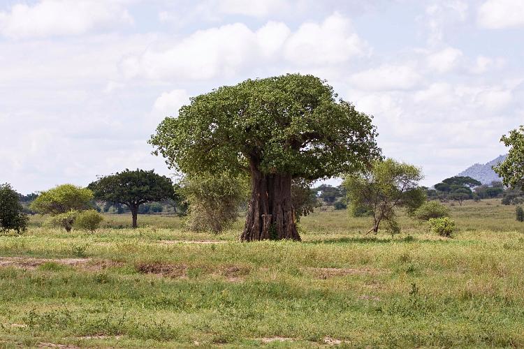 2009_Tarangire_40A-7014.jpg