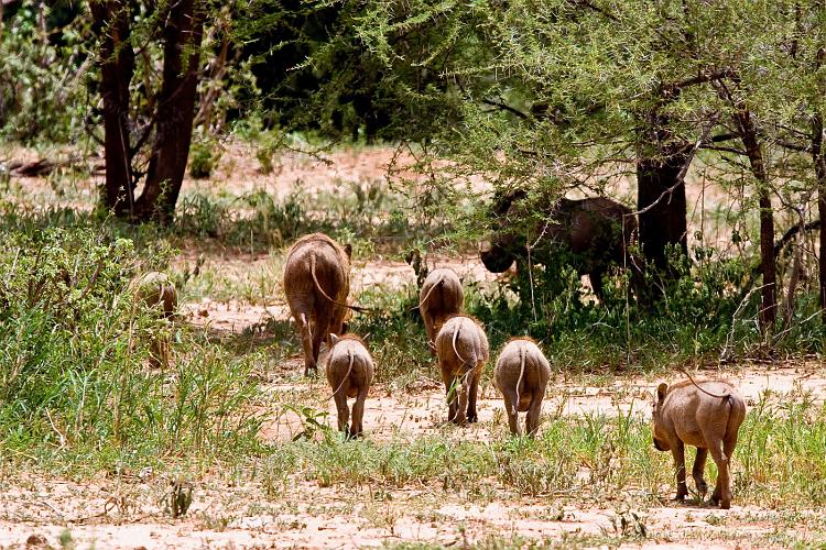 2009_Tarangire_40A-7294.jpg