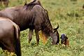 2009_Ngorongoro_40A-8642