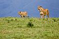 2009_Ngorongoro_40A-8736