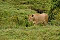 2009_Ngorongoro_40A-8767