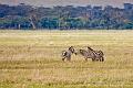 2009_Ngorongoro_40A-8844